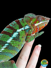 Load image into Gallery viewer, Ambilobe Panther Chameleon Riot/JJ/Bolt J7