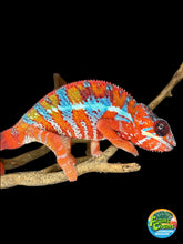 Load image into Gallery viewer, AMBILOBE Panther Chameleon: (E16)
