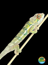 Load image into Gallery viewer, AMBILOBE male: Sam x Amie (Q4)