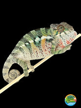 Load image into Gallery viewer, AMBILOBE male: Sam x Amie (Q5)
