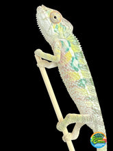 Load image into Gallery viewer, AMBILOBE male: Sam x Amie (Q7)