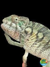 Load image into Gallery viewer, AMBILOBE male: Starburst x Margaret (R2)