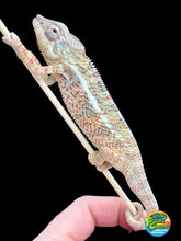 Load image into Gallery viewer, AMBANJA/NOSY FALY male (R6)