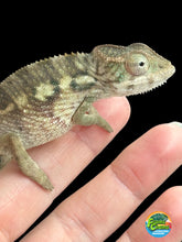 Load image into Gallery viewer, AMBILOBE male: Starburst x Margaret (R3)