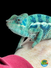 Load image into Gallery viewer, AMBANJA/NOSY FALY male (R8)
