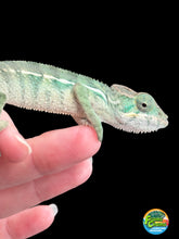 Load image into Gallery viewer, AMBILOBE male: Sunny Delight x Skittles(R5)