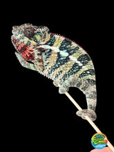 Load image into Gallery viewer, AMBILOBE male: WC Hawkeye x Nugget (I5)