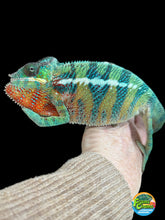 Load image into Gallery viewer, AMBILOBE male: WC Hawkeye x Nugget (J12)