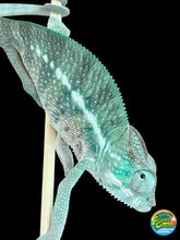 Load image into Gallery viewer, AMBANJA x WC male (I2)