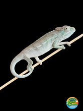 Load image into Gallery viewer, AMBANJA Panther Chameleon x WC male (I4)