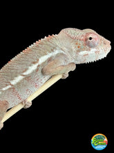 Load image into Gallery viewer, AMBILOBE Panther Chameleon: Starburst x Margaret (I8)