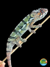 Load image into Gallery viewer, AMBILOBE Panther Chameleon: Starburst x Margaret (E12)
