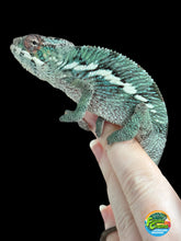 Load image into Gallery viewer, AMBILOBE Panther Chameleon: Starburst x Margaret (R10)