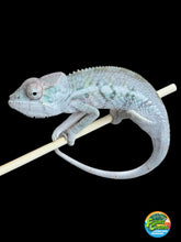 Load image into Gallery viewer, AMBILOBE Panther Chameleon: Sam x Georgia (R7)