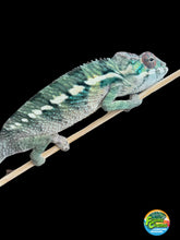 Load image into Gallery viewer, AMBILOBE male: Flash x Rocky (R8)