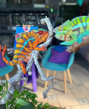Load image into Gallery viewer, ANKILOBE Panther Chameleon: Ankify x Ambilobe (J12)