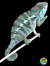 Load image into Gallery viewer, ANKILOBE Panther Chameleon: Ankify x Ambilobe (J12)