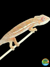 Load image into Gallery viewer, Ambilobe Panther Chameleon: Magnus x Skittles (R15)