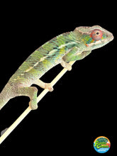 Load image into Gallery viewer, AMBILOBE Panther Chameleon: Magnus x Skittles (R3)