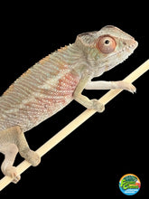 Load image into Gallery viewer, AMBILOBE Panther Chameleon: Magnus x Skittles (R2)