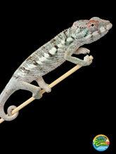 Load image into Gallery viewer, AMBILOBE Panther Chameleon: Rogue x Phoenix (R1)