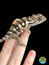 Load image into Gallery viewer, SAMBAVA Panther Chameleon: Marley x Mabel (R12)