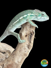 Load image into Gallery viewer, AMBILOBE Panther Chameleon: Sunny Delight x Skittles(R4)