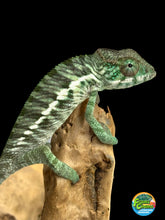 Load image into Gallery viewer, Ambilobe Panther Chameleon: Jimmy Walker x Dianne (R5)