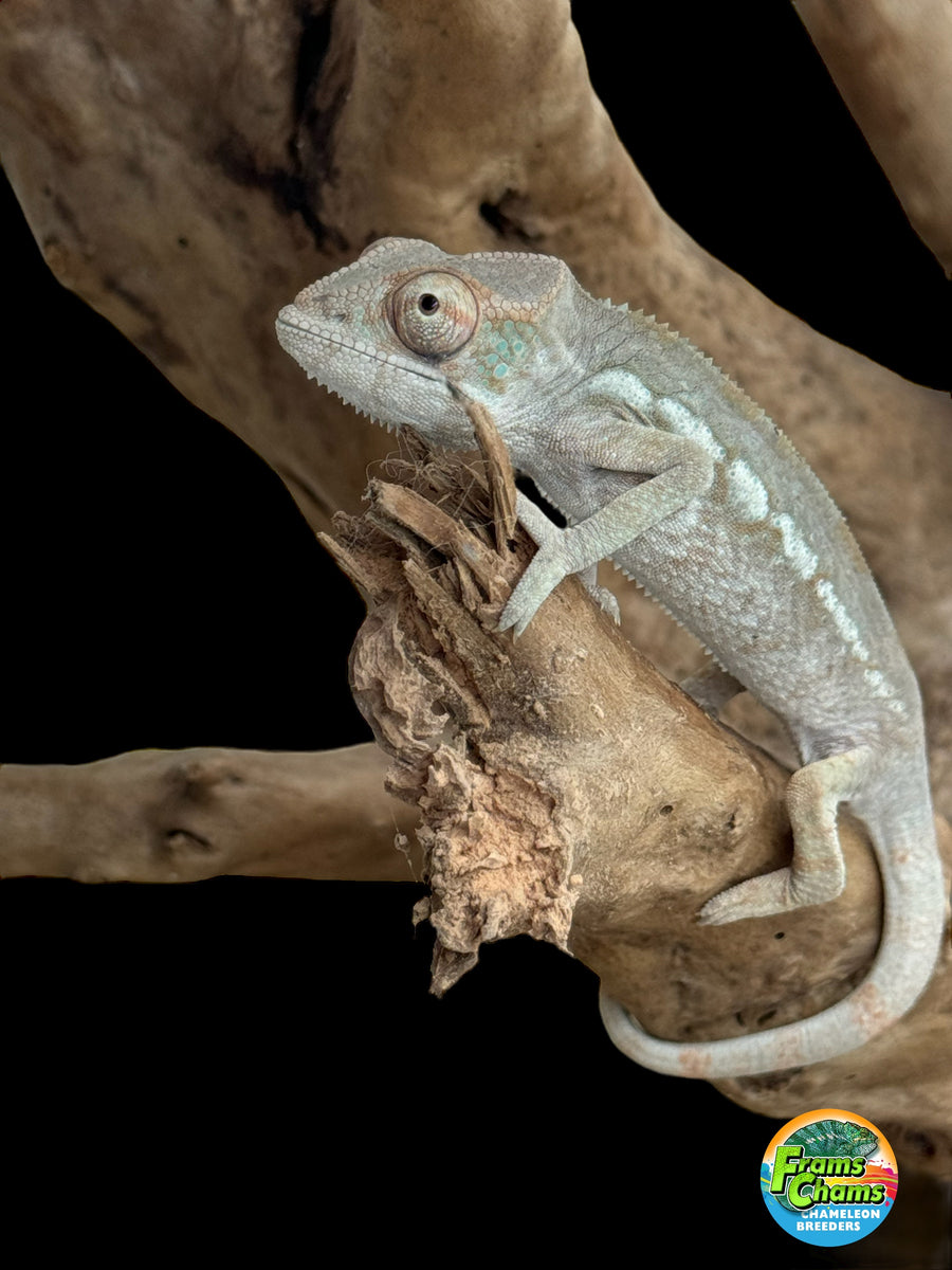 What to Feed Hatchling Chameleons - Chameleon Academy