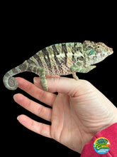 Load image into Gallery viewer, AMBANJA Panther Chameleon: Dubois x Ellie (E7)