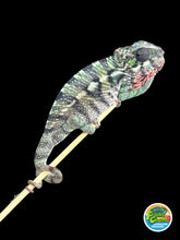 Load image into Gallery viewer, AMBILOBE Panther Chameleon: Magnus x Emma (Q3)