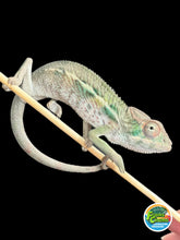 Load image into Gallery viewer, AMBILOBE Panther Chameleon: Magnus x Emma (Q4)