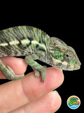Load image into Gallery viewer, AMBILOBE Panther Chameleon: Magnus x Emma (Q5)