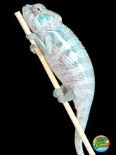 Load image into Gallery viewer, AMBANJA Panther Chameleon: Blue Inferno x Tango (E8)