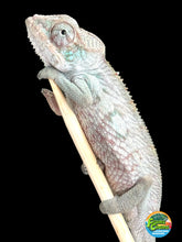 Load image into Gallery viewer, AMBANJA Panther Chameleon: Blue Inferno x Tango (E9)