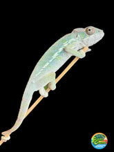 Load image into Gallery viewer, AMBILOBE Panther Chameleon: Frank x Sandy (J7)