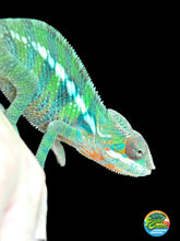 Load image into Gallery viewer, AMBILOBE Panther Chameleon: Frank x Sandy (J9)