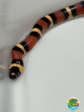 Load image into Gallery viewer, Apricot Pueblan Milk Snake- (MS1)