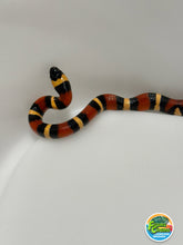 Load image into Gallery viewer, Apricot Pueblan Milk Snake- (MS2)