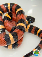 Load image into Gallery viewer, Apricot Pueblan Milk Snake- (MS3)