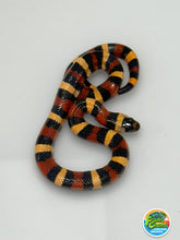 Load image into Gallery viewer, Apricot Pueblan Milk Snake- (MS4)