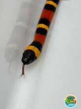 Load image into Gallery viewer, Apricot Pueblan Milk Snake- (MS5)