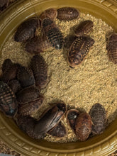 Load image into Gallery viewer, Feeder Feast