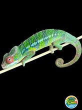 Load image into Gallery viewer, AMBILOBE Panther Chameleon: Jimmy Walker x Dianne (S19)