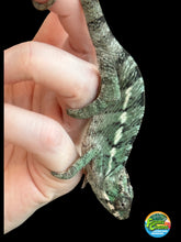 Load image into Gallery viewer, AMBILOBE male: Starburst x Margaret (R13)