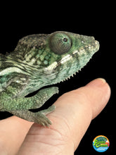 Load image into Gallery viewer, AMBILOBE Panther Chameleon: Jimmy Walker x Dianne (R14)