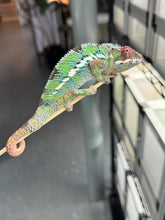 Load image into Gallery viewer, AMBILOBE Panther Chameleon: Starburst x Margaret (R10)