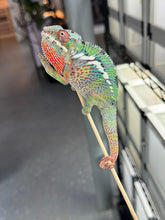Load image into Gallery viewer, AMBILOBE Panther Chameleon: Starburst x Margaret (R10)