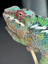 Load image into Gallery viewer, AMBILOBE Panther Chameleon: Starburst x Margaret (R10)
