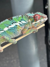 Load image into Gallery viewer, AMBILOBE Panther Chameleon: Starburst x Margaret (R10)